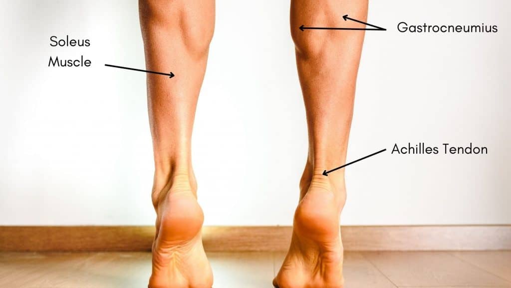 Picture with annotations of Gastrocnemius, Soleus and Achilles Tendon