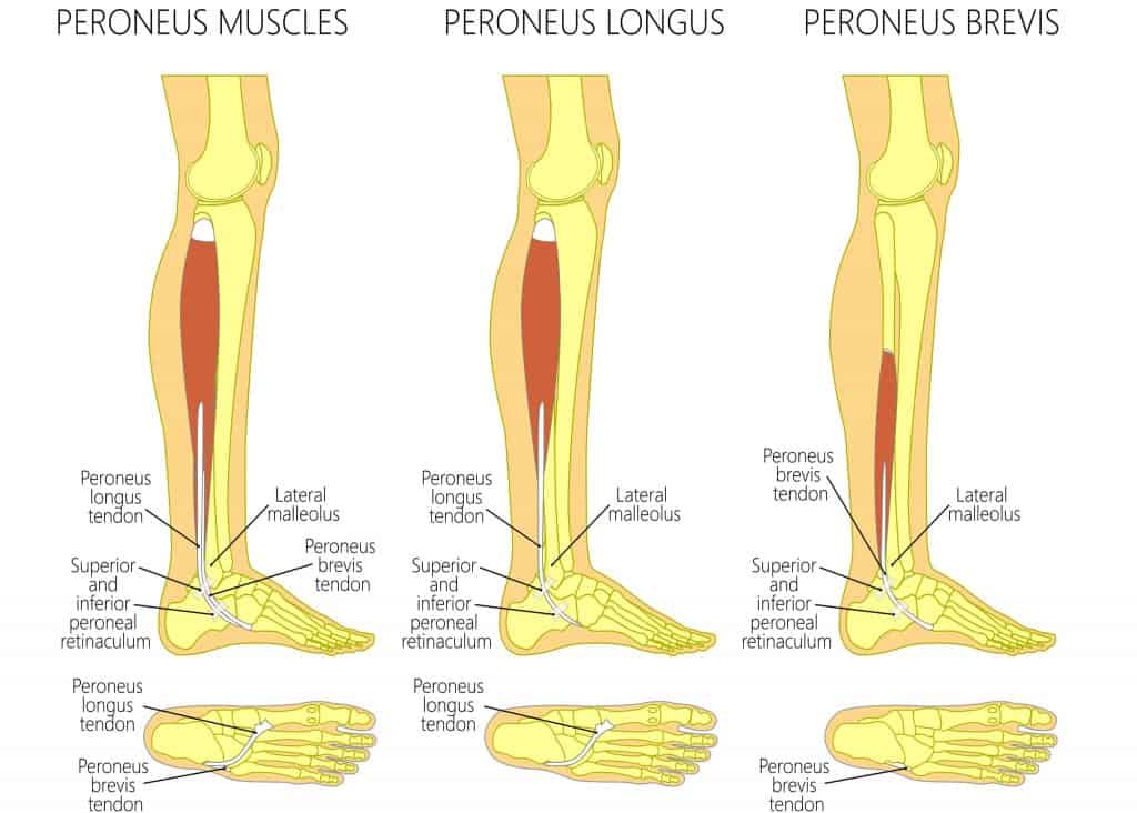 Picture Diagram of Peroneal Tendons