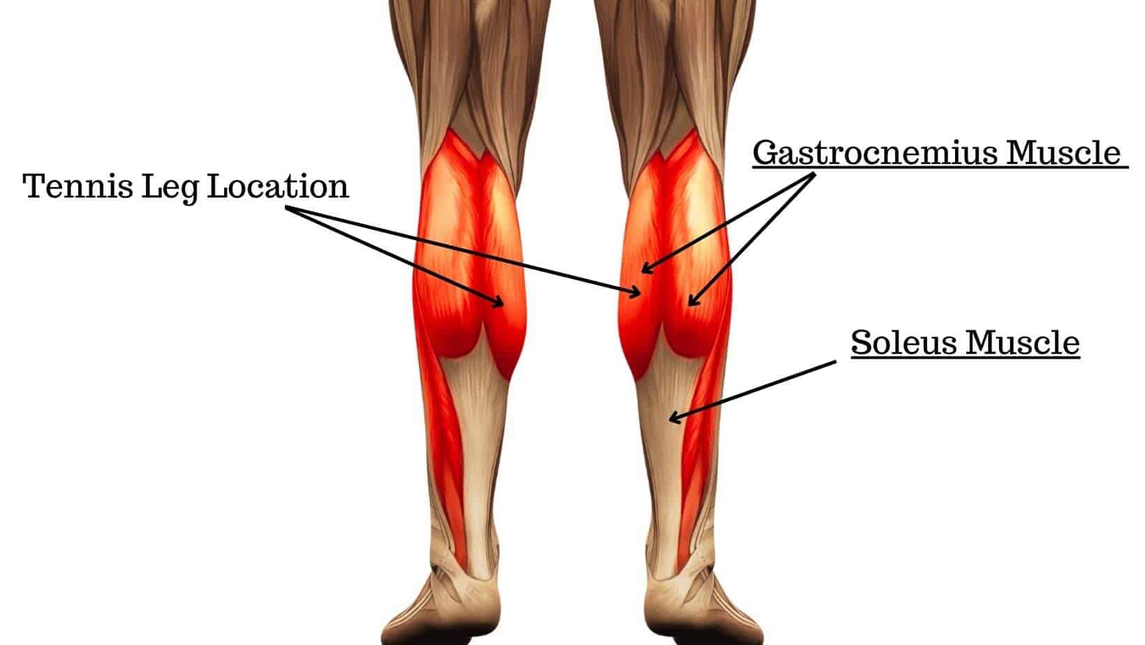 How to Stretch and Strengthen the Calf Muscles (Gastrocnemius and