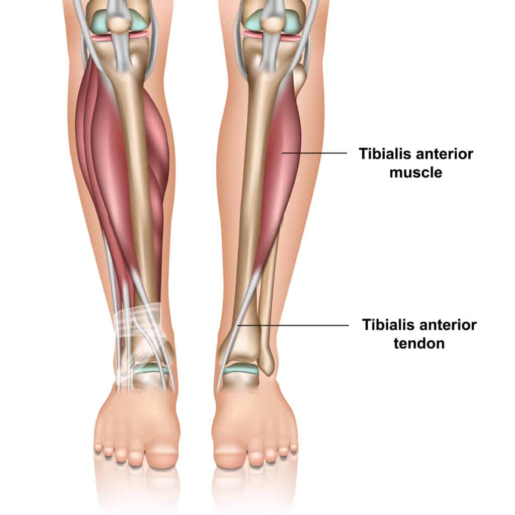 Diagram of Tibialis Anterior Muscle and Tendon