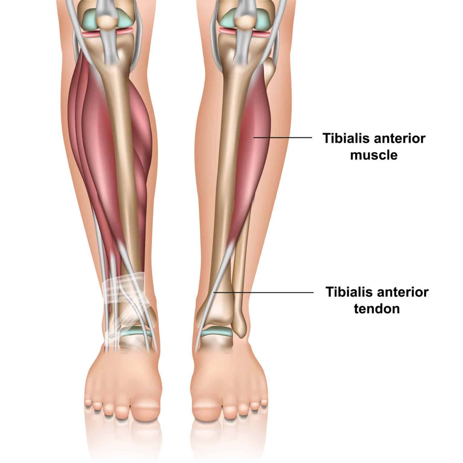 Tibialis Anterior Tendonitis Explained By A Foot Specialist