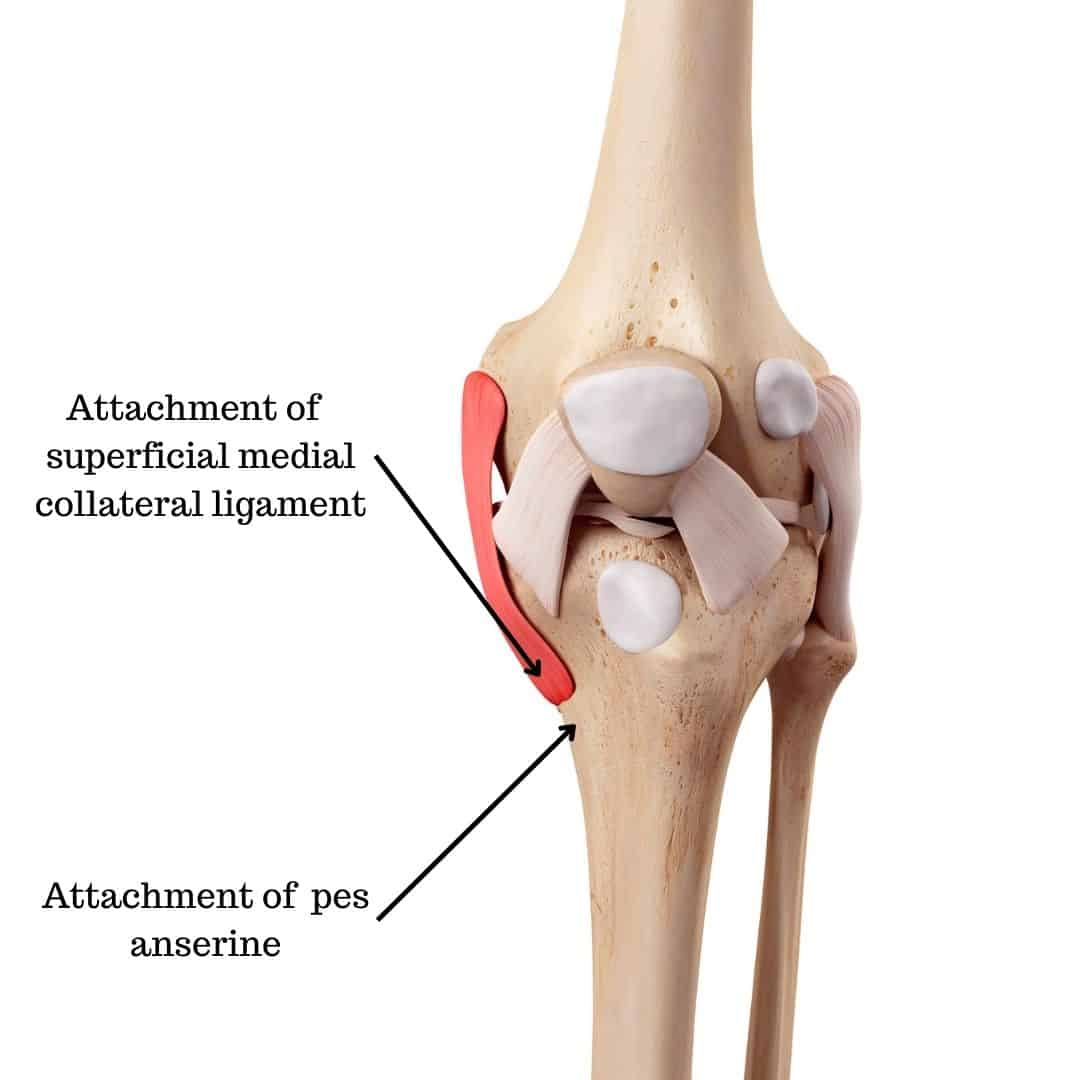 Pes Anserine Bursitis Faqs