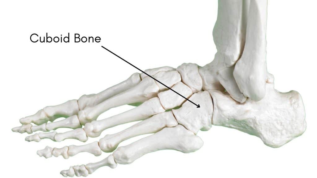 Picture of the Cuboid Bone