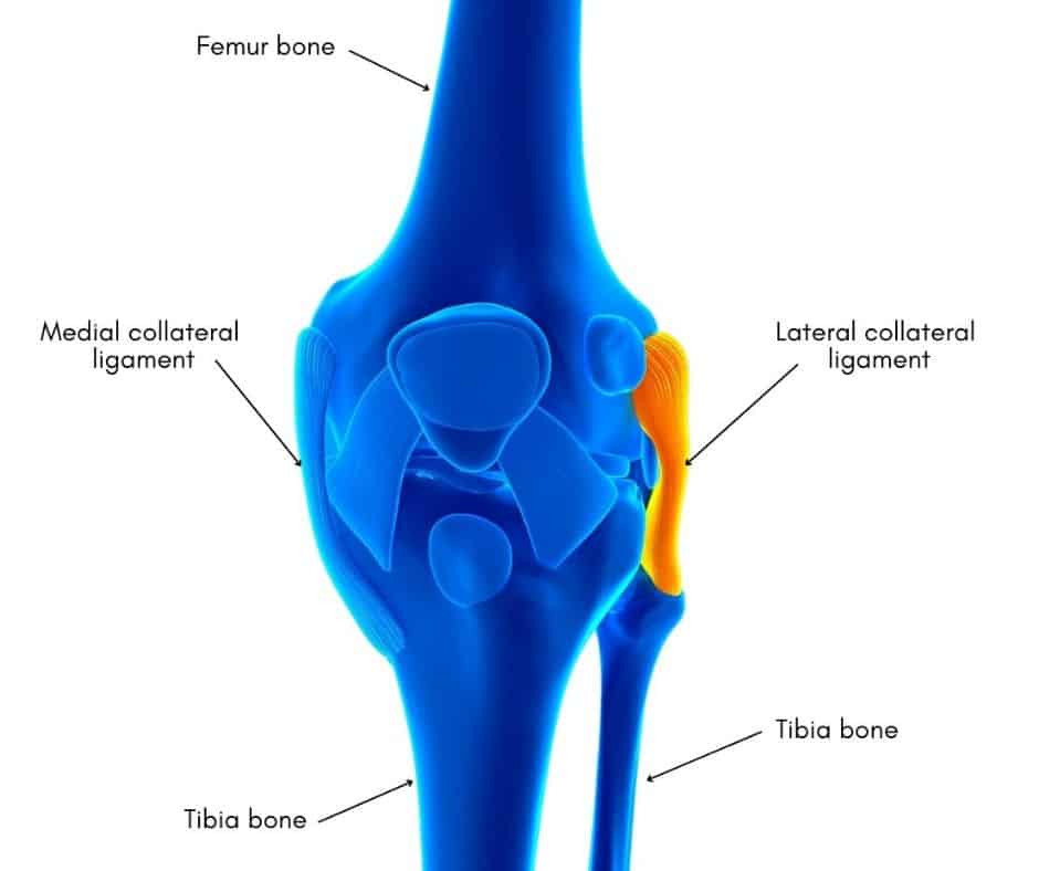 Diagram of lateral collateral ligament