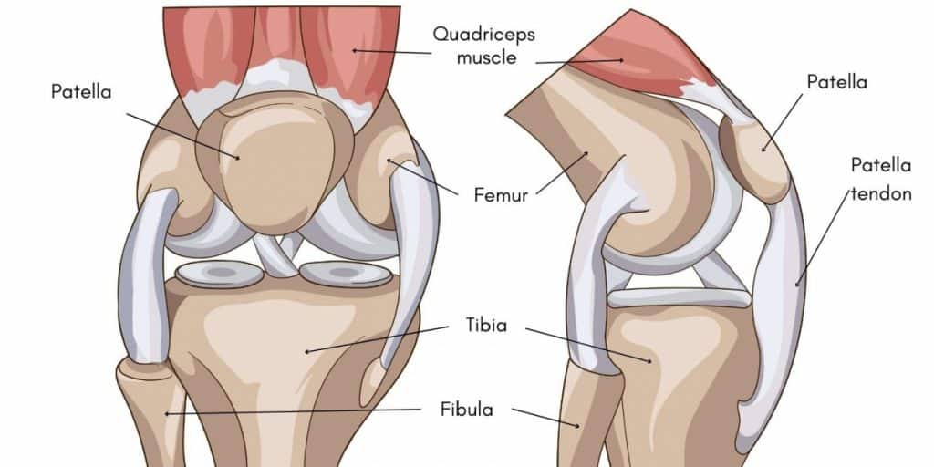 Diagram of patellofemoral joint anatomy