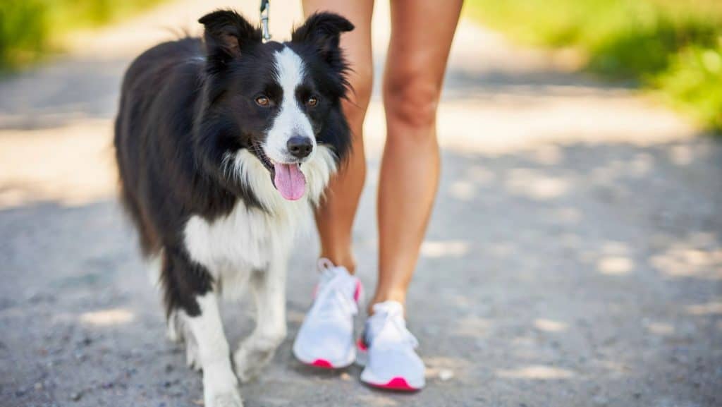 Photo of woman walking with dog