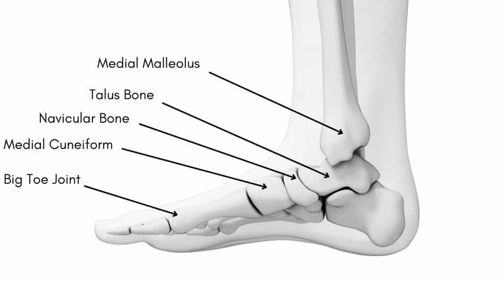 Diagram of the Bones of the foot