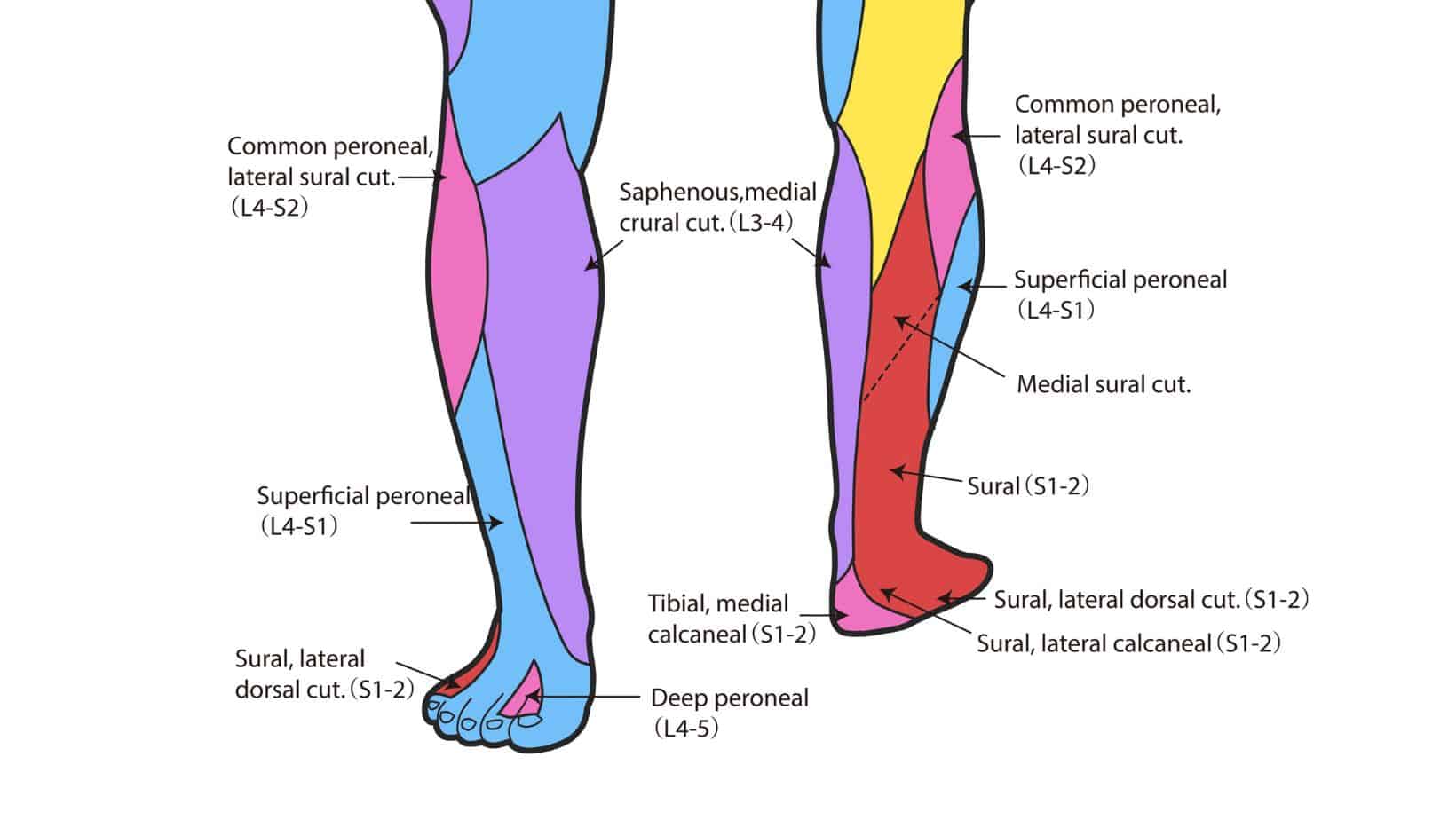 saphenous-nerve-pain-saphenous-nerve-anatomy-distribution