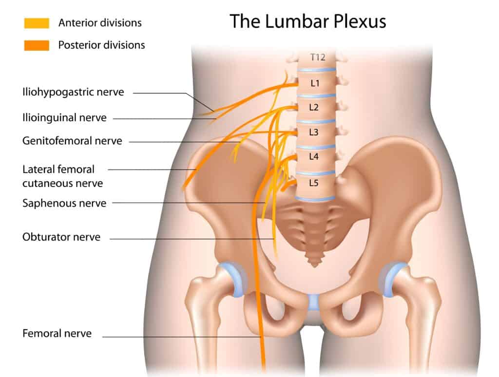 Diagram of the Lumbar Plexus
