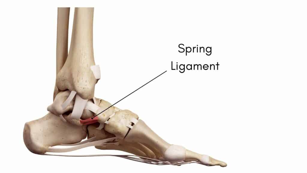 Picture of the Spring Ligament