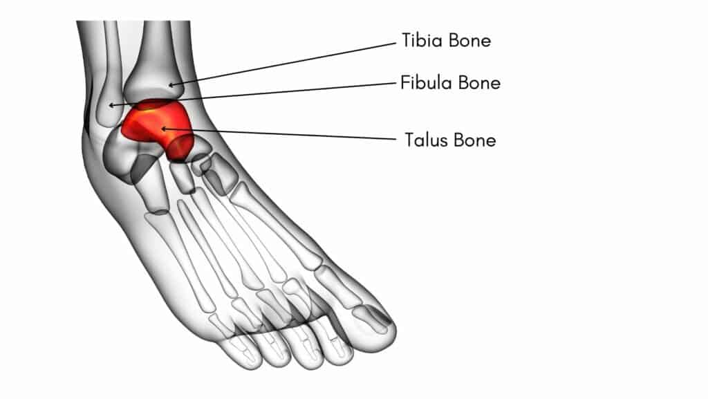 Picture of Talus Bone Location