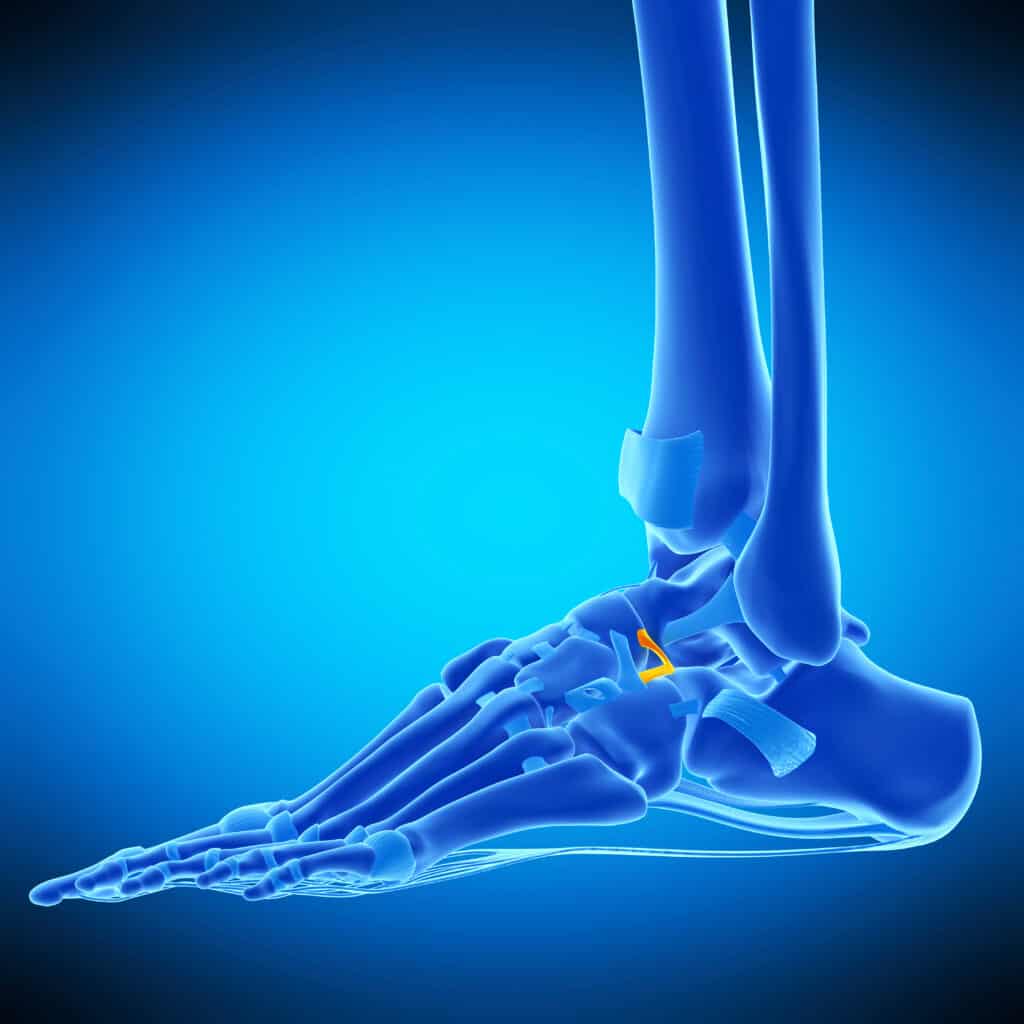 Bifurcate Ligament 3D Diagram