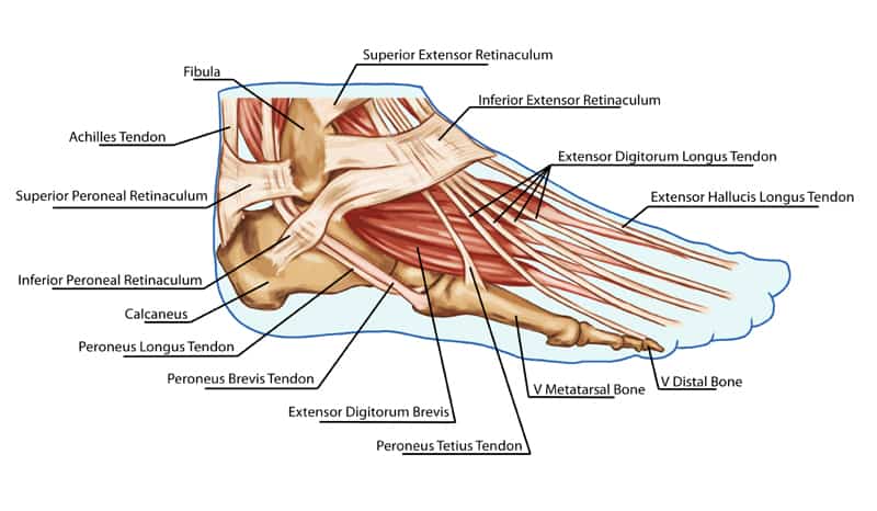 Foot Anatomy Diagram