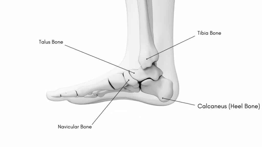 Heel Bone Anatomy