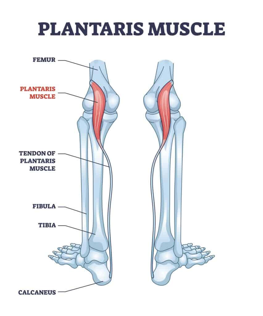 Plantaris Muscle Diagram