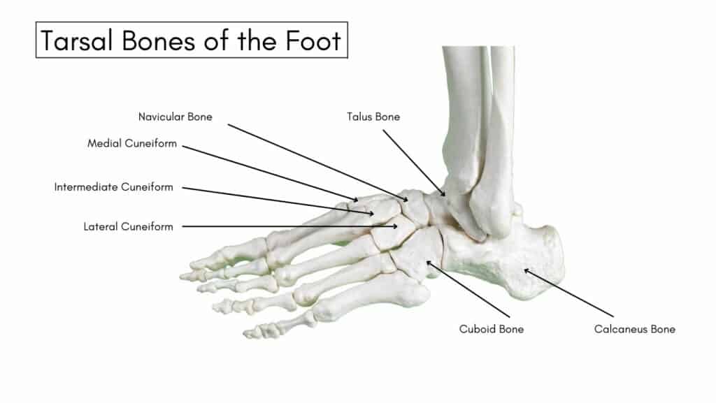 Tarsal Bones of the foot diagram