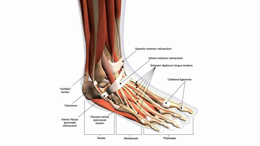 Diagram of ankle tendons
