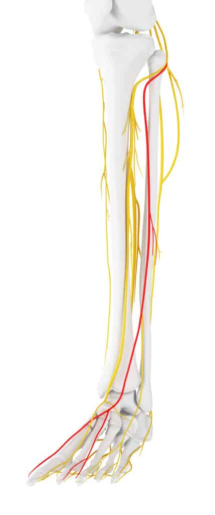 Deep and Superficial Peroneal Nerve Diagram