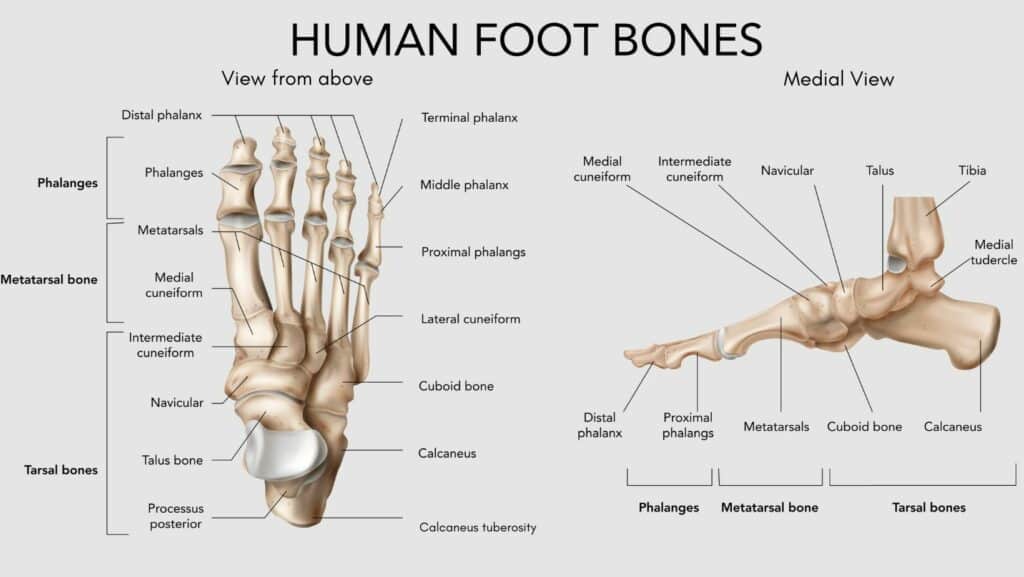 Foot Bones Diagram