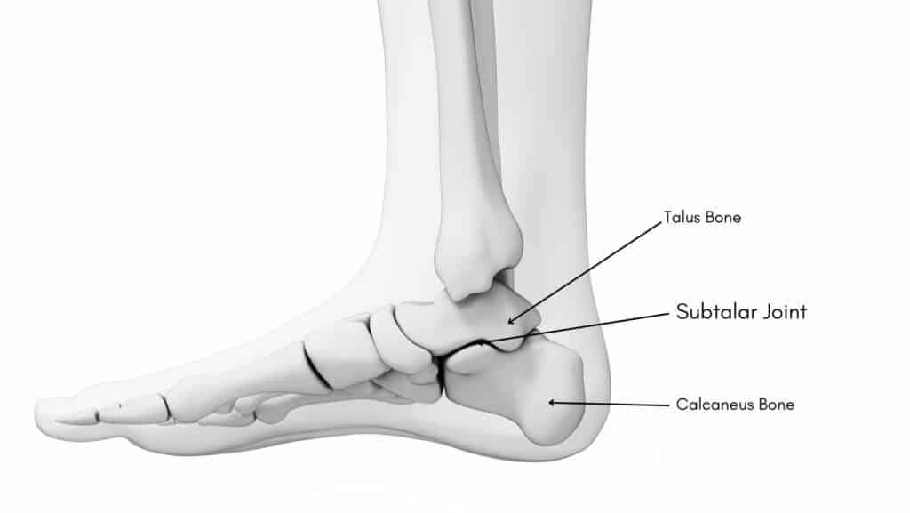 Diagram of Subtalar Joint Anatomy