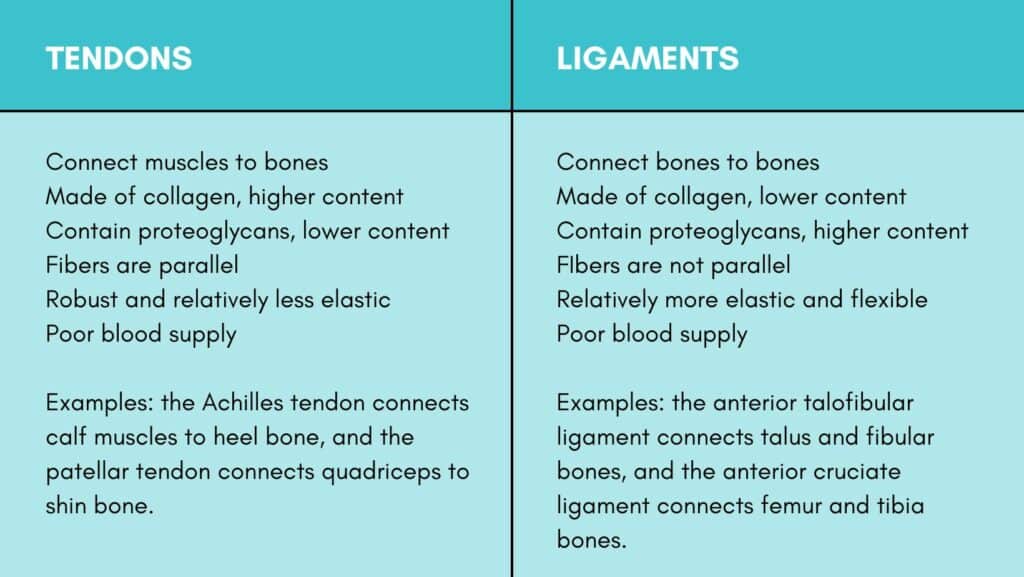 table showing structures of tendon vs ligament