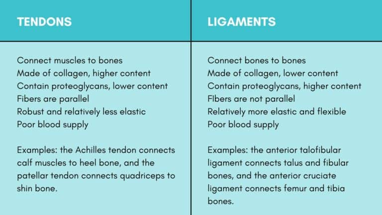 Tendon Vs Ligament | The Difference Between Tendon & Ligament