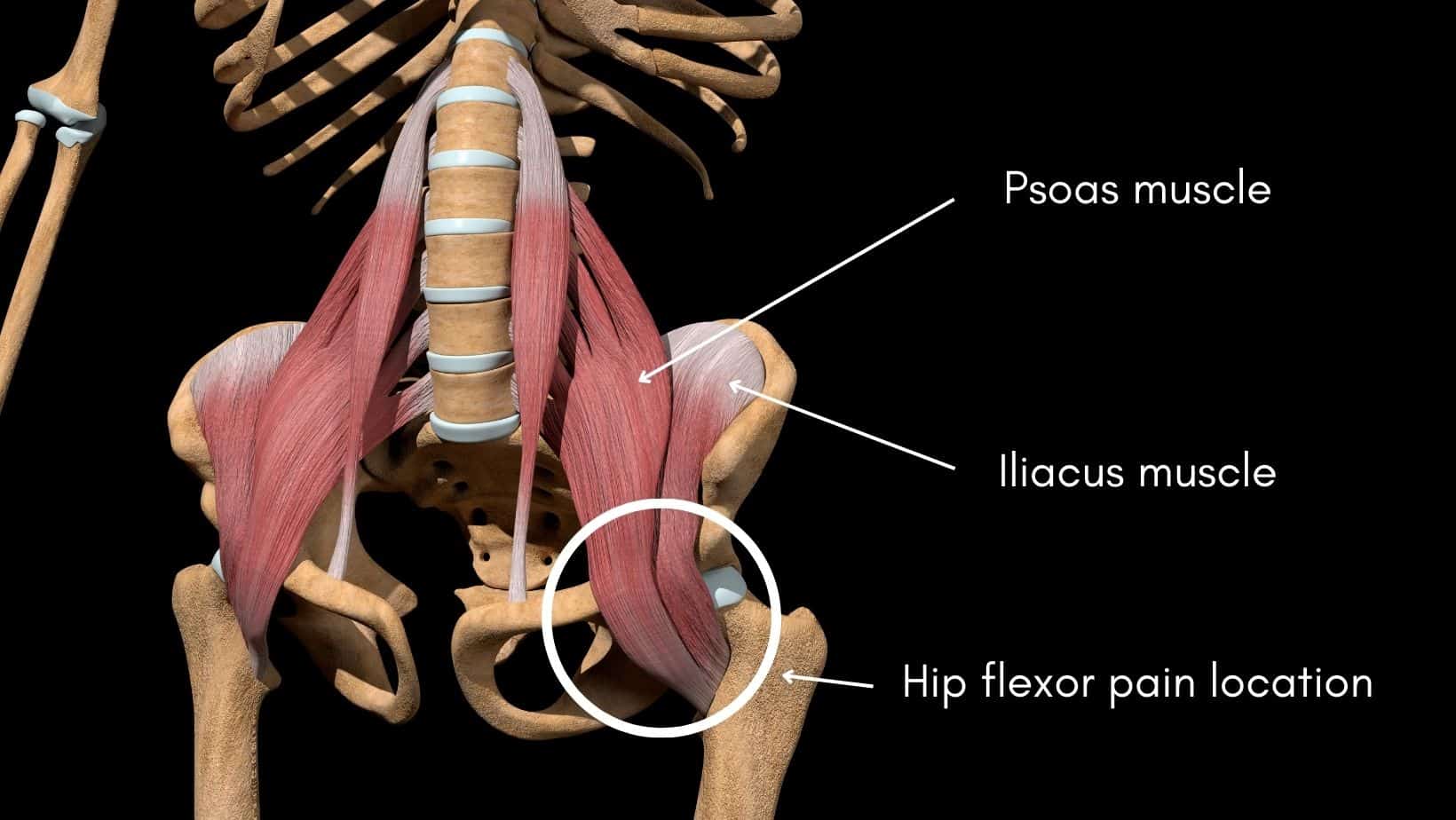 Hip Flexor Pain Anatomy, Causes, and Treatment